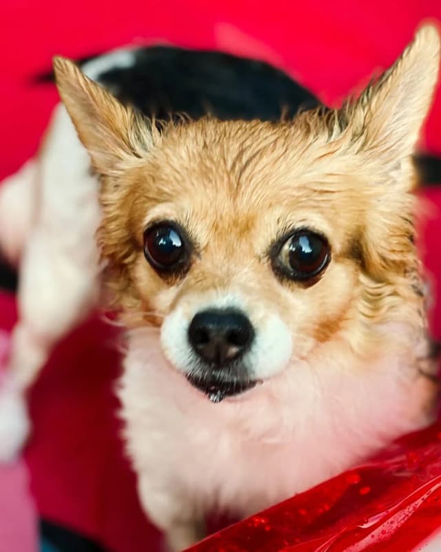 울예쁜클로이공주 예전 사진들 보다가 tmi지만 저날 이후 튜브는 쓴적이 없다고 한다